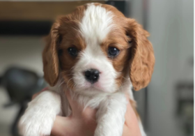 Bébé Cavalier King Charles à vendre