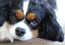 Cavalier King Charles: Éleveur éthique