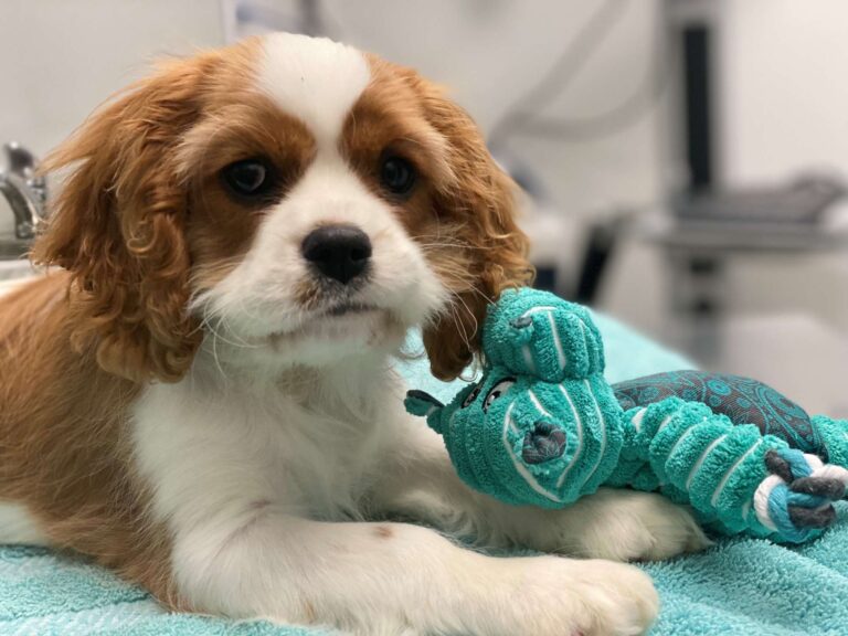 aliment toxiques pour les chiens